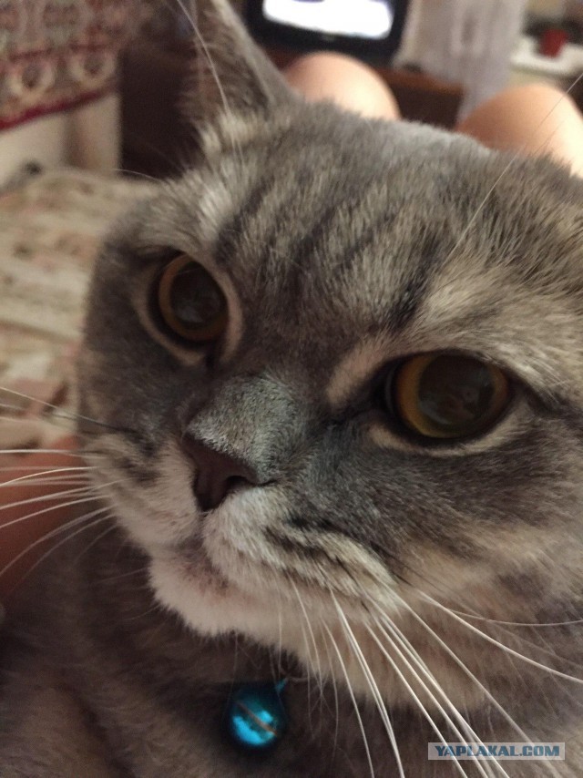 Котовторник 09.06.2015