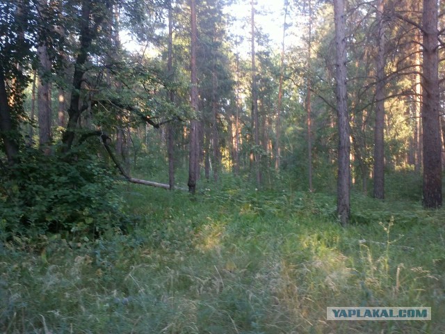 Женская логика