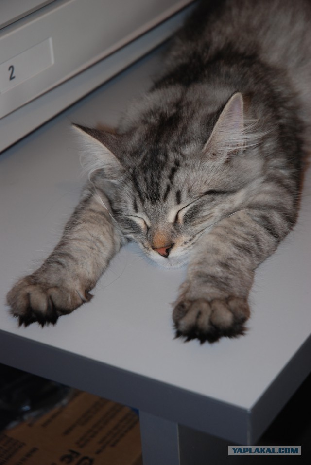 Котовторник  21.07.2015