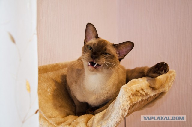 Котовторник 29-09-2015,