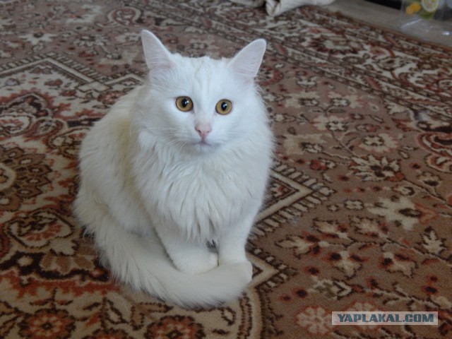 Про котов