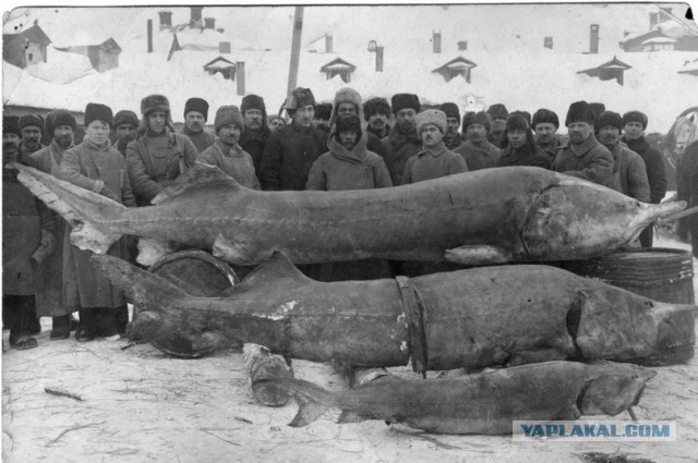 Когда белуги были большими…