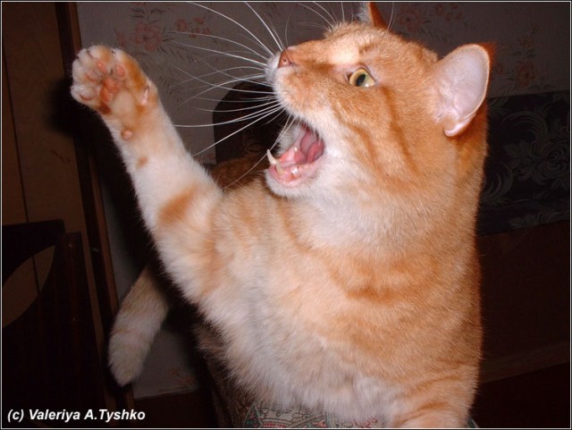 Коты, кошки, котята