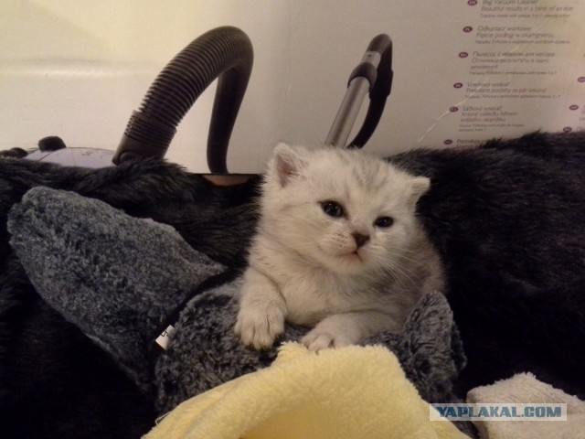 Котовторник - начало
