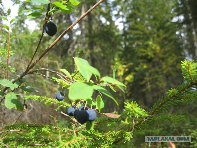 "Нет мочи жить в этой стране без рукколы и без голубики!"