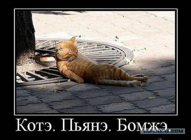 Демы к котовторнику!