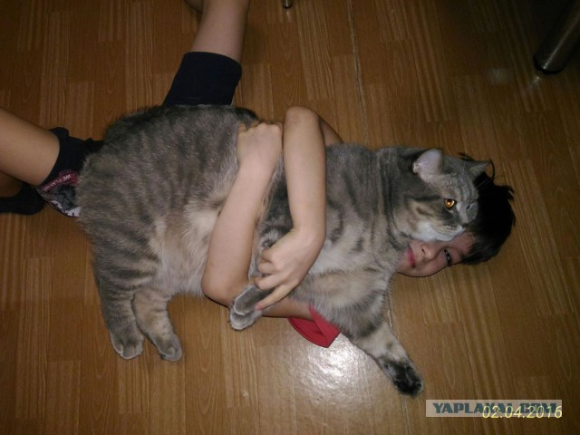 Котовторник 21.06.16