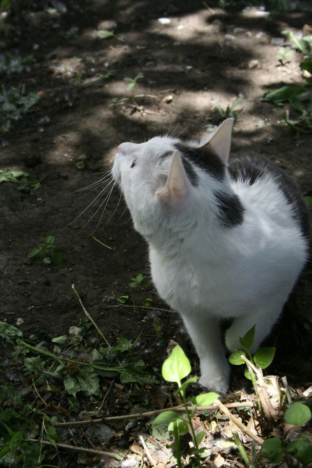 Домашние коты на природе