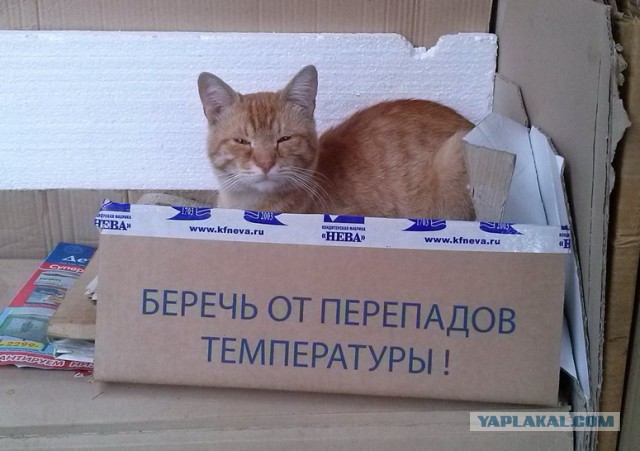 Ваши фотки котов на телефон