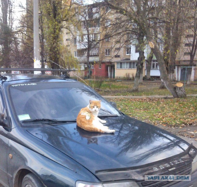 Котовторник 13.12.2016