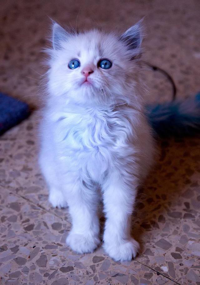 Коты и Кошки