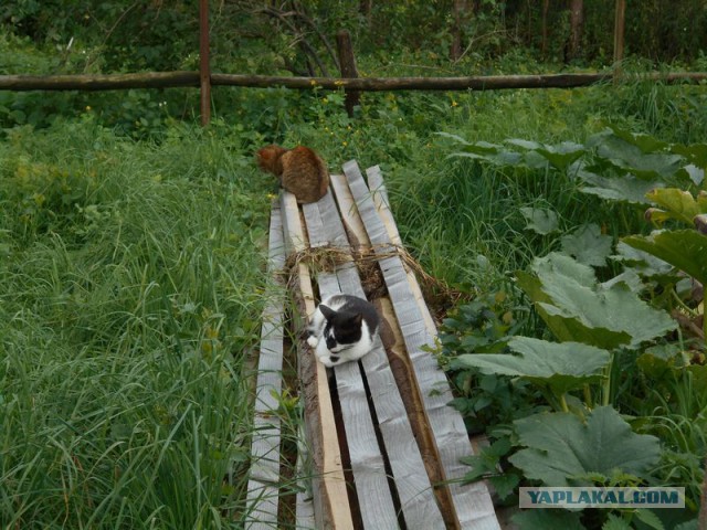 Жизнь домашнего приюта для котеек 180