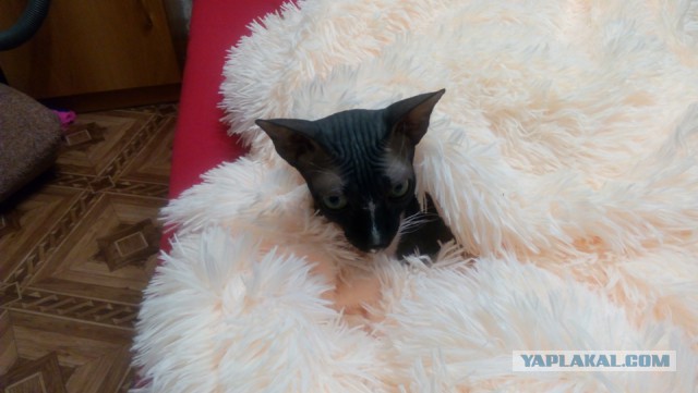 Котовторник 13.03.2018