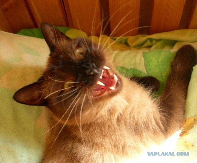Котовторник 29.5.18