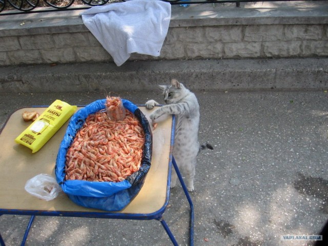 Котовторник ужасов (36 фот)