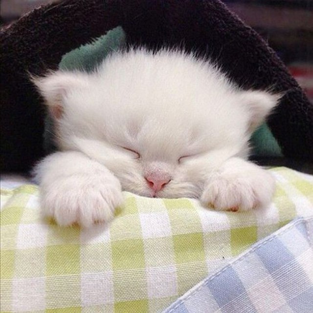 Немного милоты