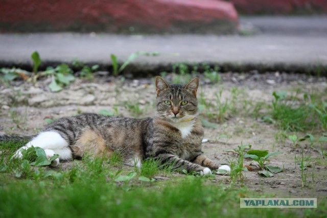 Кошачье любопытство