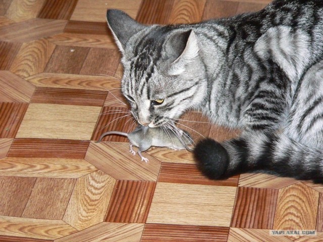 КотоОхота