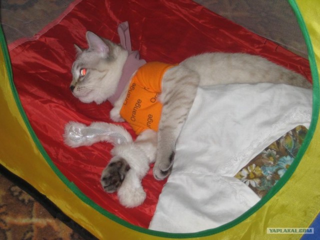 Котовторник!