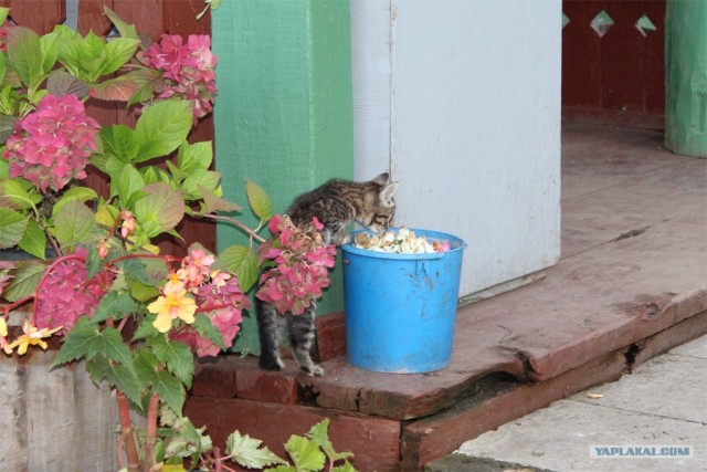 Профессиональный котовторник