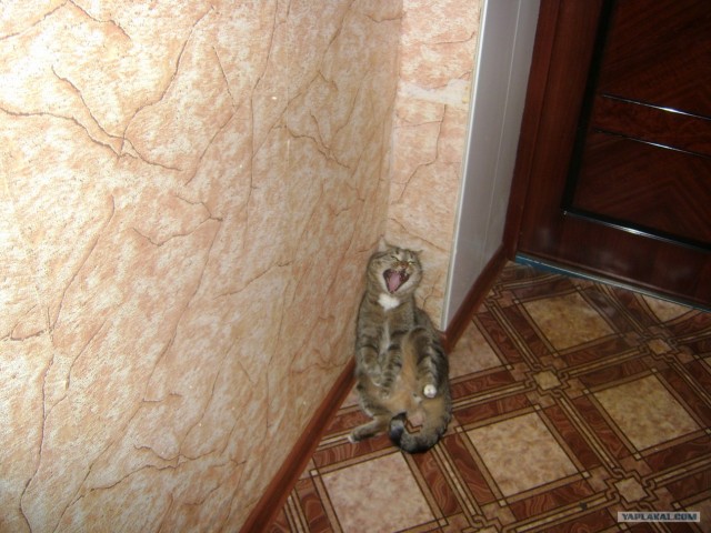 Котовторник! 08.11.11