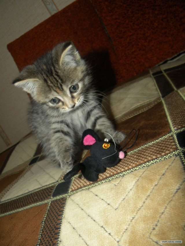 Котовторник (10.01.2012)