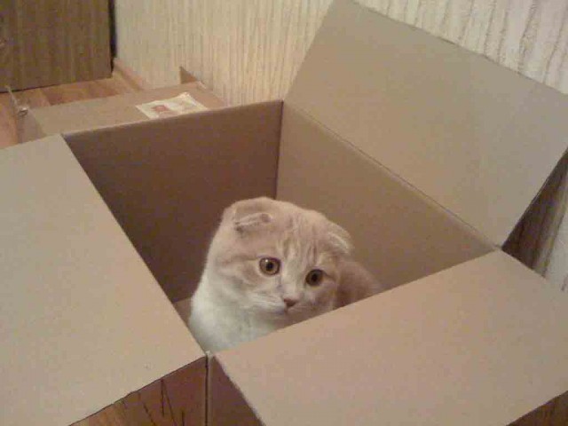 Котовторник! 13.03.2012