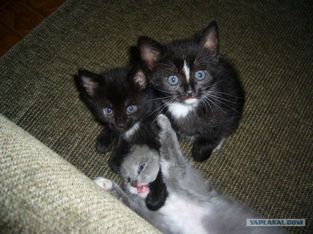 Котовторник 10. 07. 2012