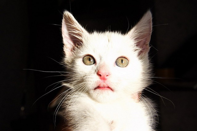 Котовторник  21.08.12
