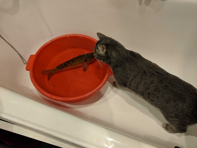 Котовторник 19.02.2019