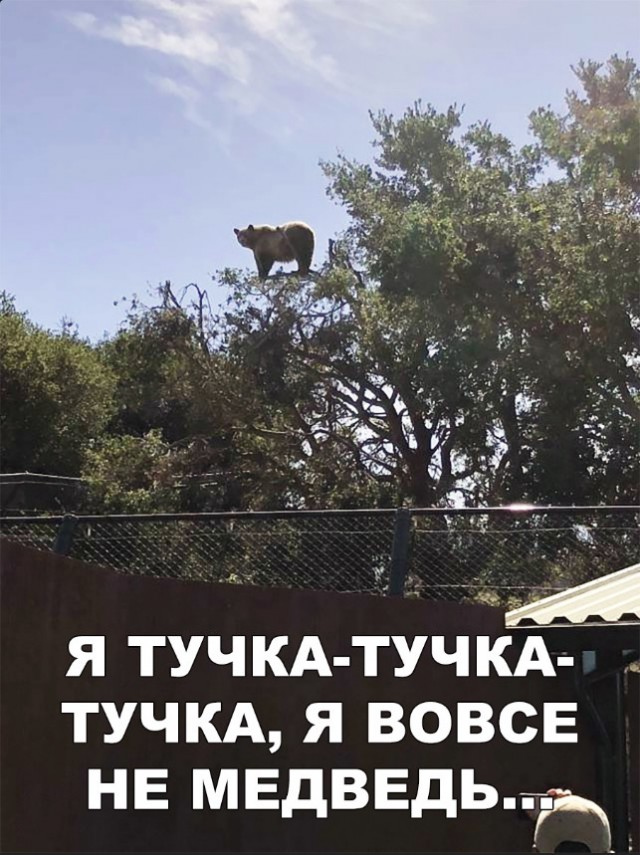 Милые животные. Мимиметр сломался
