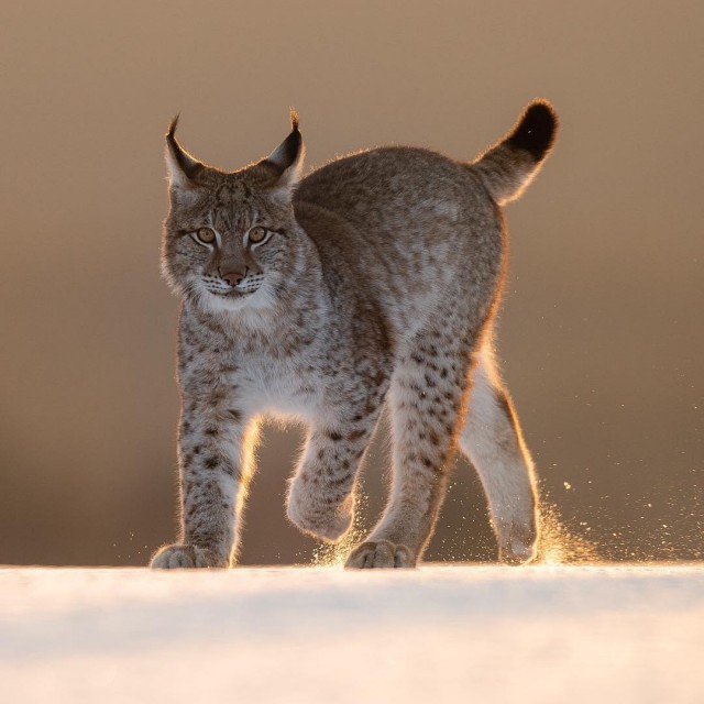 Дикий котовторник