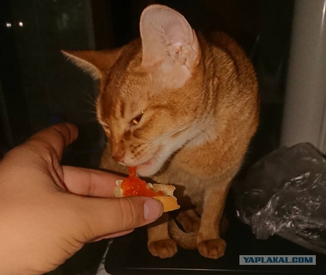 - Надо же понимать такие вещи! (с)Артур Юсупович, "Игла"