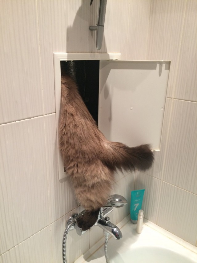Что любят котики...