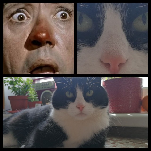 Давайте по котикам, которые с нами на самоизоляции