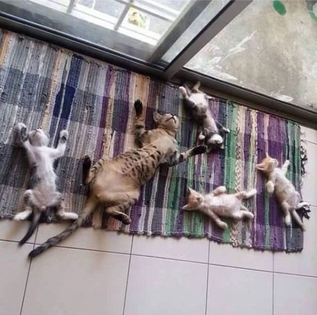 Эти забавные животные