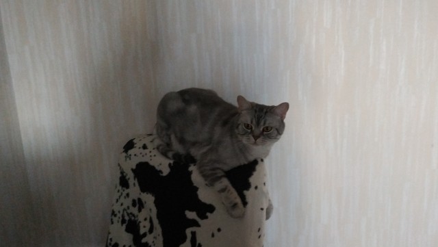 Картинки на котовторник 1.09.20