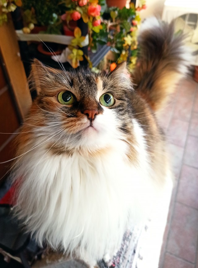 Котовторник 13.10.2020