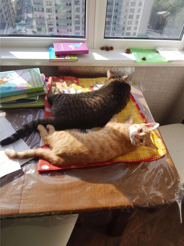 Котовторник 20.10.20