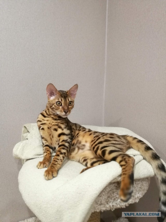 Котовторник. Знакомьтесь, Мася
