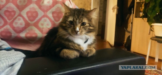 Котовторнику быть!