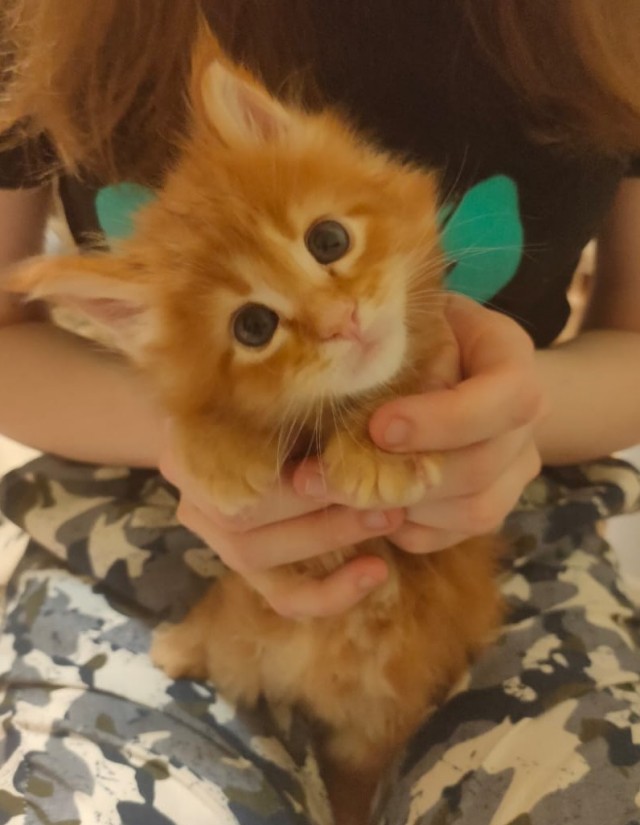 Котовторник же!