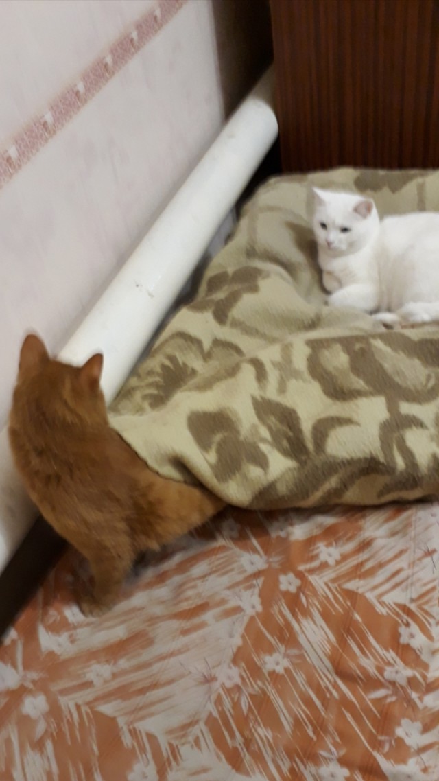 Котовторник же!