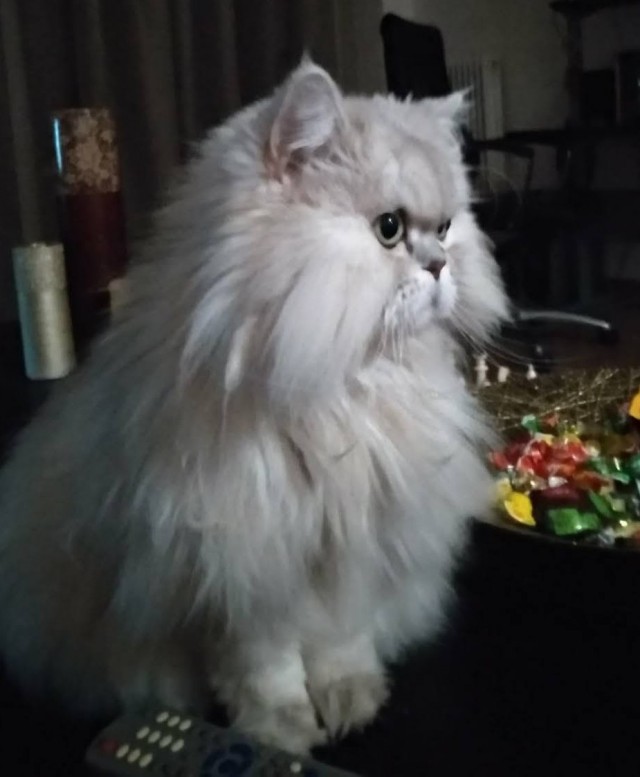 Всемирный день кошек