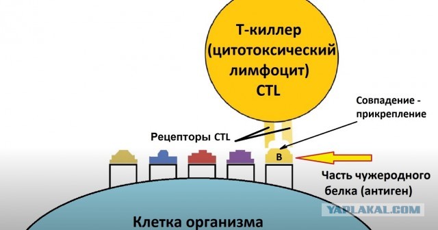 Президент Здорового Человека