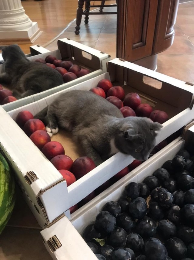 С Вами котейка разговаривает?