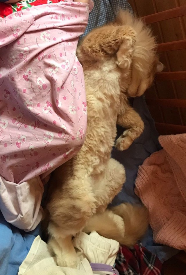Новая хозяйка (к котовторнику)
