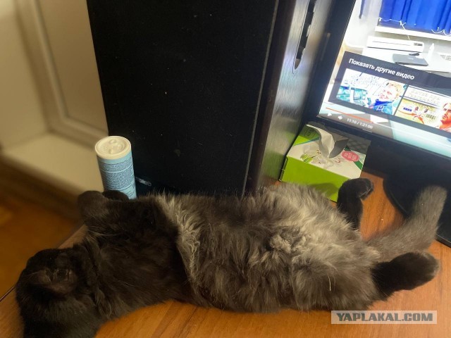 Котовторник так котовторник
