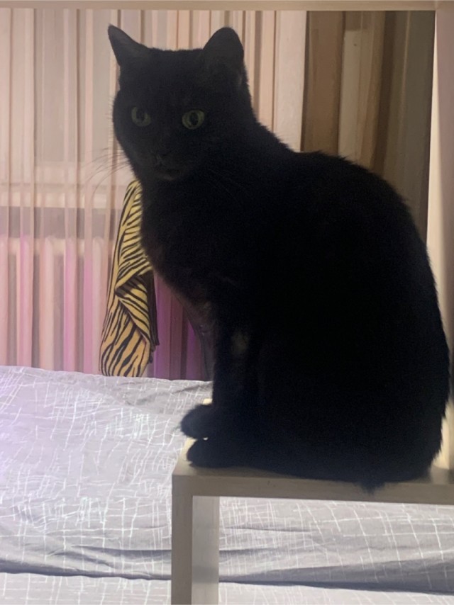 Вторник. Котэ. Пора