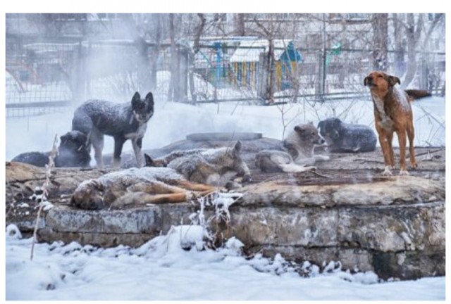 В Забайкалье объявили режим повышенной готовности из-за нападений собак на людей